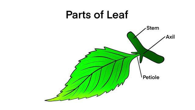 Basic leaf parts, external structure infographics, Leaf anatomy, Structure of a leaf, educational school