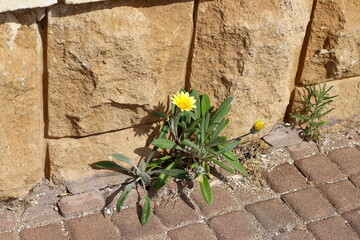 Green plants and flowers grow on the roadway and sidewalk.