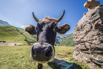 Cow next to stone cross near Tsminda Sameba - Trinity Church in Caucasus Mountains in Gergeti...