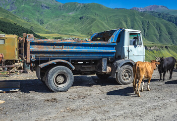 Cows on Georgian Military Highway in Caucasus mountains, Georgia