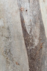 wood background, wood texture