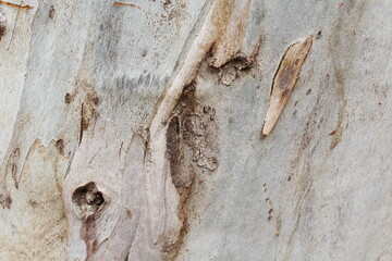 wood background, wood background