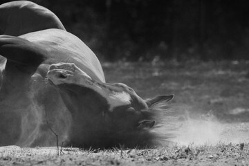 Happy horse rolling for dust bath on farm during summer in black and white, copy space on background.