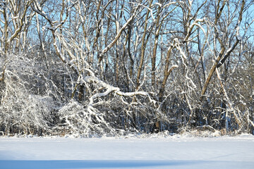 Snow on the Leafless Trees