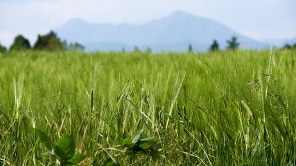Spring grass closeup with mountains in the background