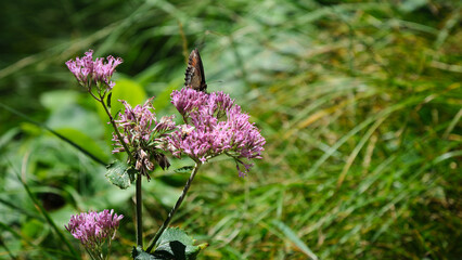 butterfly on pink wild blossoms