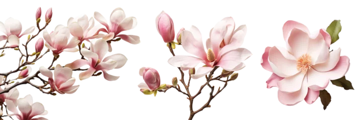 Gordijnen Collection of magnolia flowers isolated on transparent or white background © Luckygraphics