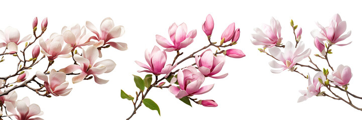 Collection of branches of pink magnolia flower isolated on transparent or white background