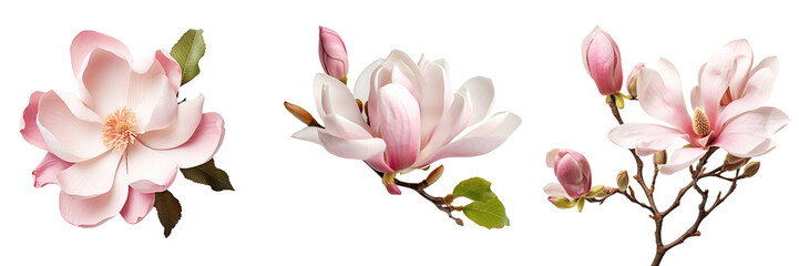 Collection of magnolia flowers isolated on transparent or white background