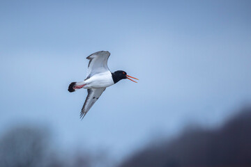 pied oystercatcher, Haematopus ostralegus;  in flight