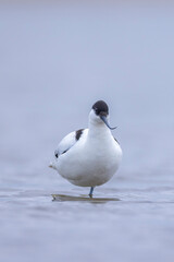 Fototapeta premium Pied Avocet Recurvirostra avosetta wader bird