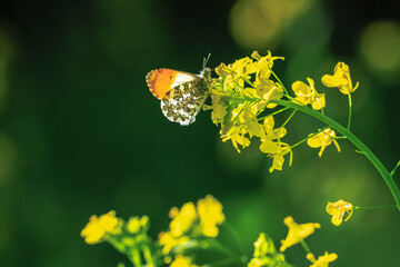 Anthocharis cardamines Orange tip male butterfly on yellow rapeseed flower