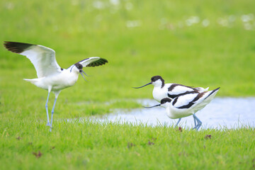 Pied Avocet, Recurvirostra avosetta, mating