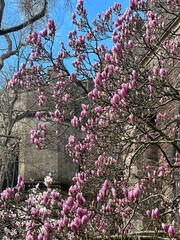 pink magnolia flowers on bare stems with old building blurred in background