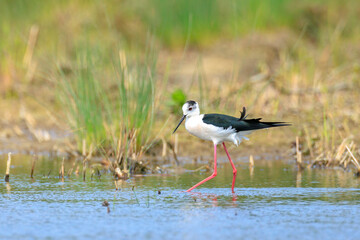 Black-necked stilt, Himantopus Himantopus, wader bird posing and foraging.