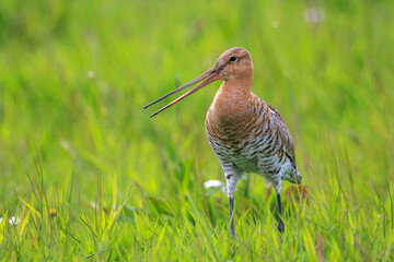 Black-tailed godwit Limosa Limosa male bird foraging in a green meadow