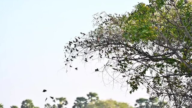Flying Tricoloured munias