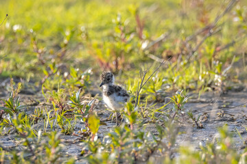 Northern lapwing, Vanellus vanellus, wading bird chick in a meadow