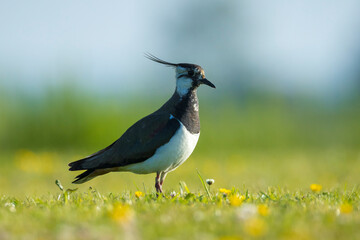 Northern lapwing, Vanellus vanellus, wading bird in a meadow
