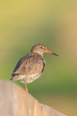 common redshank tringa totanus in farmland during sunset