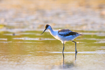Pied Avocet Recurvirostra avosetta wader bird young immature