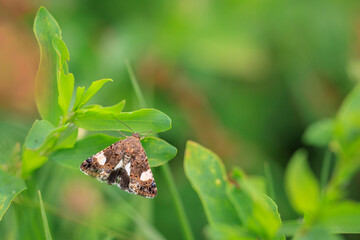 Tyta luctuosa, four-spotted moth also field bindweed moth pollinating