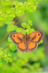 Gatekeeper butterfly, Pyronia tithonus, resting