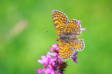 Glanville fritillary, melitaea cinxia, butterfly mating in a meadow