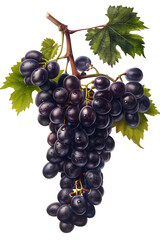 Fototapeta premium Fresh Dark Grapes Cluster with Lush Green Leaves on White