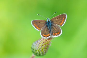  brown argus butterfly, Aricia agestis, top view, open wings