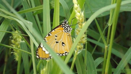 
A butterfly is resting on a leaf of green grass.