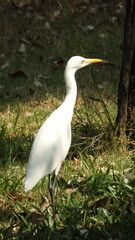 A white egret is standing and basking in the sun.
