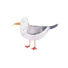 Watercolor illustration of a cute sea gull