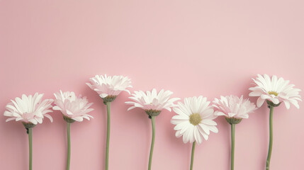 Daisies in a minimalist arrangement, set against a pastel background for a serene feel, simplicity and elegance backdrop.