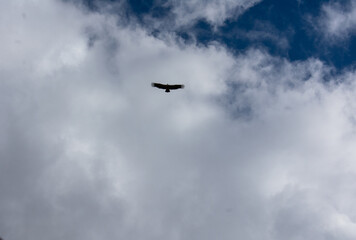 vulture flight seen from below