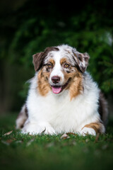 Australian shepherd dog outside in beautiful park outside	

