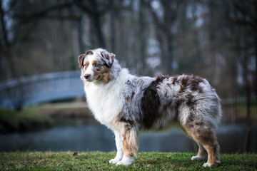 Australian shepherd dog outside in beautiful park outside