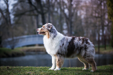 Australian shepherd dog outside in beautiful park outside	
