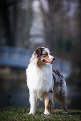 Australian shepherd dog outside in beautiful park outside	
