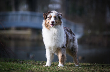 Australian shepherd dog outside in beautiful park outside