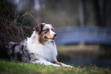Australian shepherd dog outside in beautiful park outside