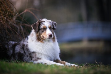 Australian shepherd dog outside in beautiful park outside	