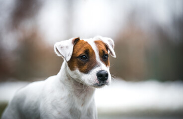 Parson's Terrier posing outside. purebreed dog outside