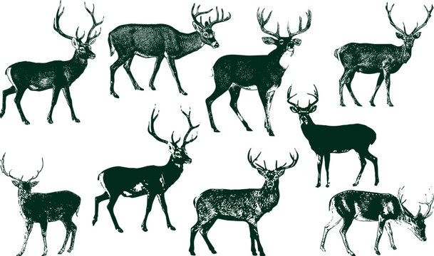 Vintage Deer vector Set of wild deer silhouettes in flat style isolated on white background. 