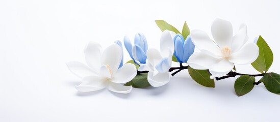 Fototapeta premium Three white and blue flowers, each with green leaves, stand out against a white background. The delicate petals and vibrant colors of the flowers contrast beautifully with the green stems and leaves.