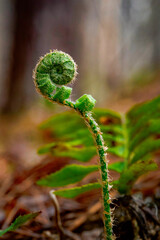 Curled Up Spring Fern in the woods