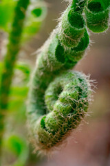 Curled Up Spring Fern in the woods