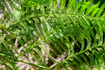 Close up of green fern leaves  horizontal over the image.  Location: El Chaiten Volcano Hike, Chaitén Los Lagos, Chile