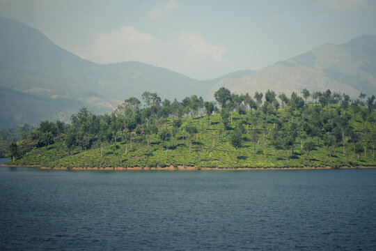 green tea estate with hill
