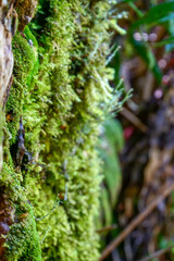 Close-up of different small green ferns growing on a tree in the lush temperate rainforest.  Selective focus, background out of focus. 